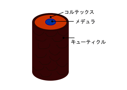 髪の構造