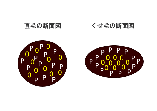 直毛とくせ毛の違い