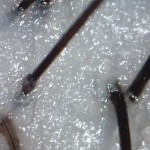 頭皮のべたつき、5つの原因と対策