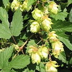 白髪の予防方法。白髪予防シャンプーは効果があるのか？