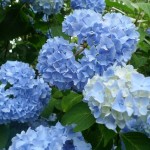 なぜ梅雨時期には髪がまとまらないか？