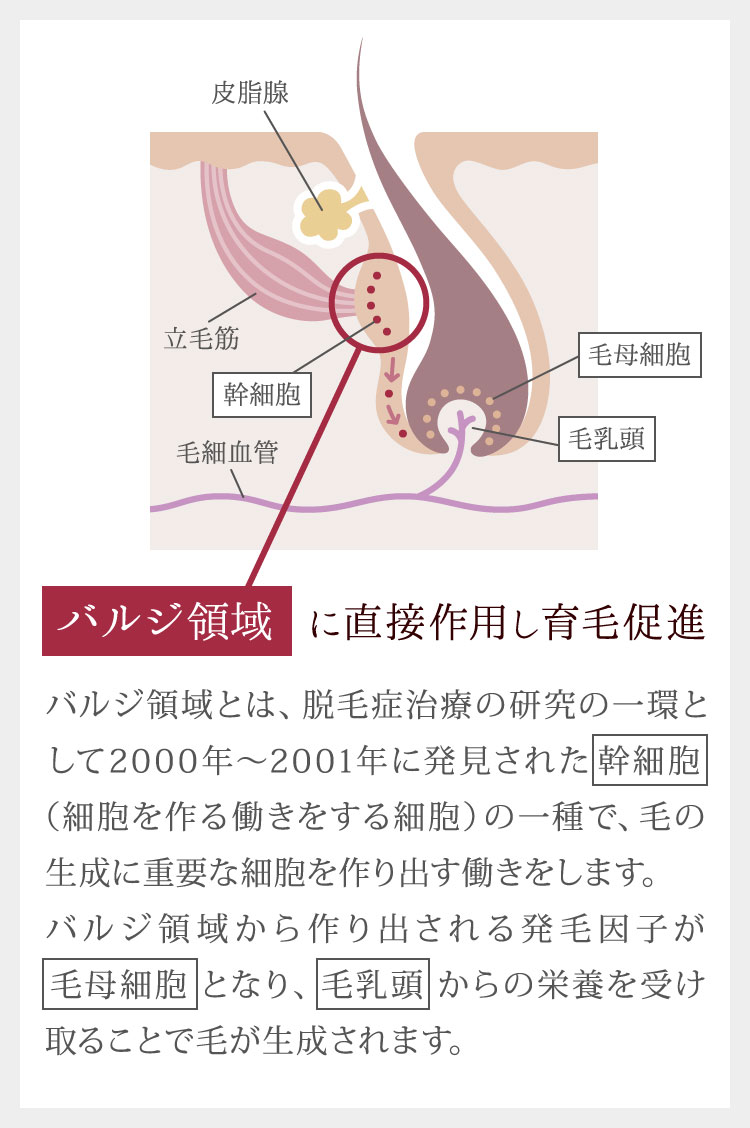 バルジ領域に直接作用し育毛促進
